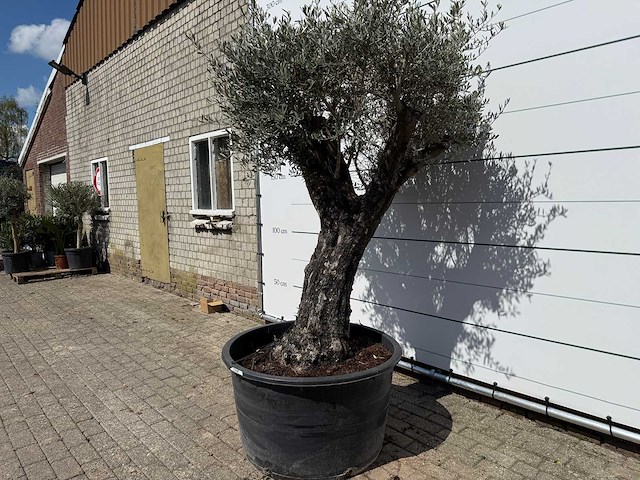 Olijfboom old skin - olea europaea - ca. 80 jaar oud - hoogte ca. 230 cm - afbeelding 2 van  7