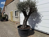 Olijfboom old skin - olea europaea - ca. 80 jaar oud - hoogte ca. 230 cm - afbeelding 2 van  7