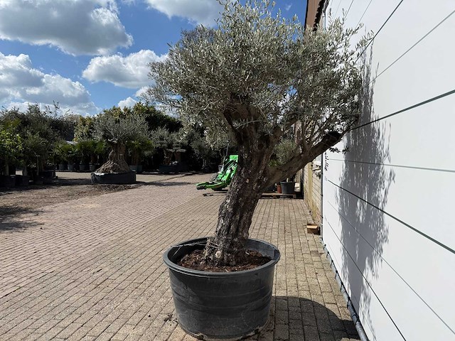 Olijfboom old skin - olea europaea - ca. 80 jaar oud - hoogte ca. 230 cm - afbeelding 3 van  7
