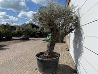 Olijfboom old skin - olea europaea - ca. 80 jaar oud - hoogte ca. 230 cm - afbeelding 3 van  7