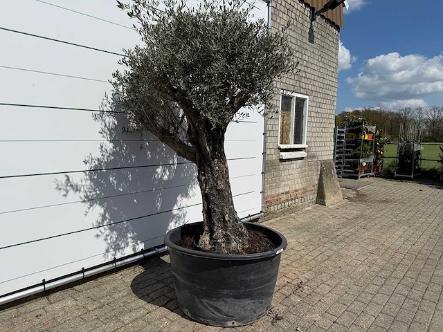 Olijfboom old skin - olea europaea - ca. 80 jaar oud - hoogte ca. 230 cm - afbeelding 4 van  7