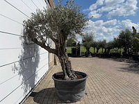 Olijfboom old skin - olea europaea - ca. 80 jaar oud - hoogte ca. 230 cm - afbeelding 5 van  7