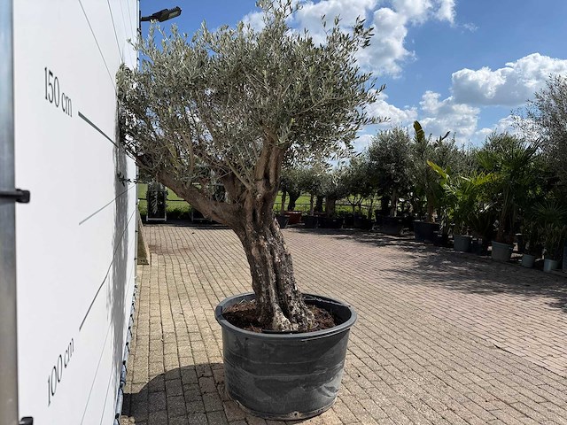 Olijfboom old skin - olea europaea - ca. 80 jaar oud - hoogte ca. 230 cm - afbeelding 7 van  7
