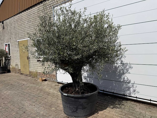 Olijfboom old skin - olea europaea - ca. 80 jaar oud - hoogte ca. 230 cm - afbeelding 2 van  7