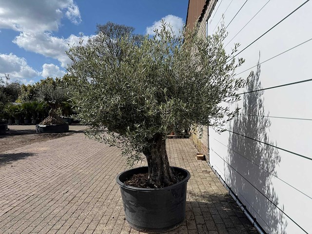 Olijfboom old skin - olea europaea - ca. 80 jaar oud - hoogte ca. 230 cm - afbeelding 3 van  7