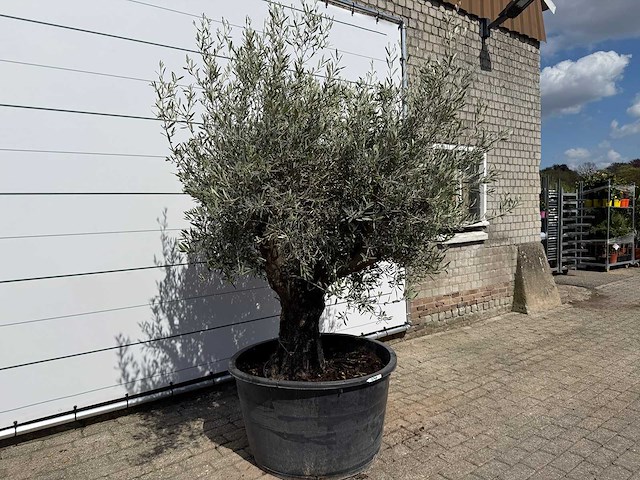 Olijfboom old skin - olea europaea - ca. 80 jaar oud - hoogte ca. 230 cm - afbeelding 5 van  7