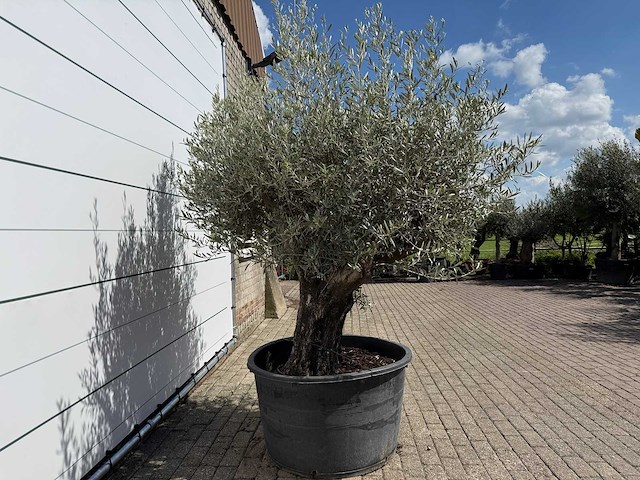 Olijfboom old skin - olea europaea - ca. 80 jaar oud - hoogte ca. 230 cm - afbeelding 6 van  7