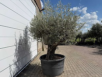 Olijfboom old skin - olea europaea - ca. 80 jaar oud - hoogte ca. 230 cm - afbeelding 6 van  7