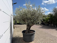Olijfboom old skin - olea europaea - ca. 80 jaar oud - hoogte ca. 230 cm - afbeelding 7 van  7