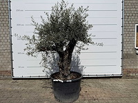 Olijfboom old skin - olea europaea - ca. 80 jaar oud - hoogte ca. 230 cm