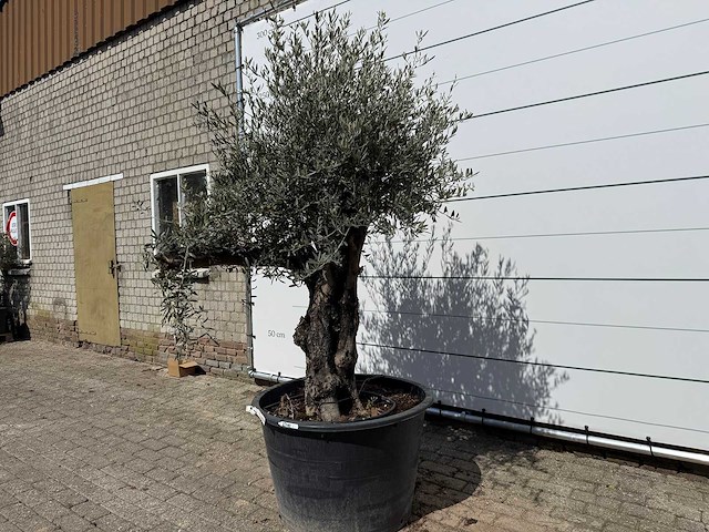 Olijfboom old skin - olea europaea - ca. 80 jaar oud - hoogte ca. 230 cm - afbeelding 2 van  7