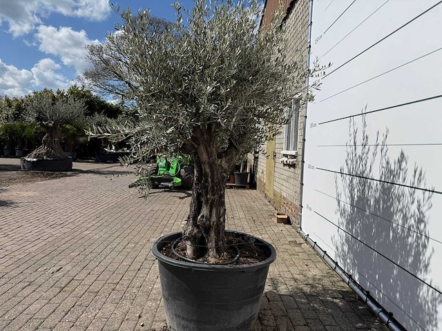 Olijfboom old skin - olea europaea - ca. 80 jaar oud - hoogte ca. 230 cm - afbeelding 3 van  7