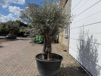 Olijfboom old skin - olea europaea - ca. 80 jaar oud - hoogte ca. 230 cm - afbeelding 3 van  7