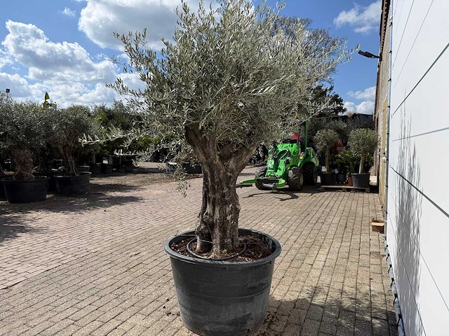 Olijfboom old skin - olea europaea - ca. 80 jaar oud - hoogte ca. 230 cm - afbeelding 4 van  7