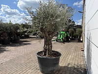 Olijfboom old skin - olea europaea - ca. 80 jaar oud - hoogte ca. 230 cm - afbeelding 4 van  7