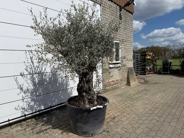 Olijfboom old skin - olea europaea - ca. 80 jaar oud - hoogte ca. 230 cm - afbeelding 5 van  7