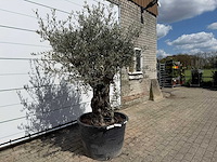 Olijfboom old skin - olea europaea - ca. 80 jaar oud - hoogte ca. 230 cm - afbeelding 5 van  7