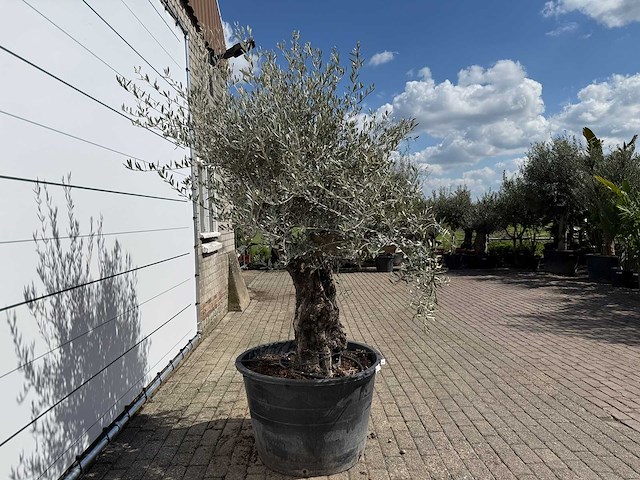 Olijfboom old skin - olea europaea - ca. 80 jaar oud - hoogte ca. 230 cm - afbeelding 6 van  7