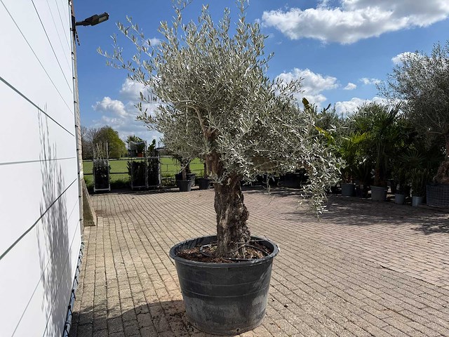 Olijfboom old skin - olea europaea - ca. 80 jaar oud - hoogte ca. 230 cm - afbeelding 7 van  7