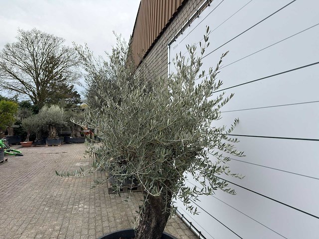 Olijfboom old skin - olea europaea - ca. 80 jaar oud - hoogte ca. 230 cm - afbeelding 2 van  11