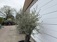 Olijfboom old skin - olea europaea - ca. 80 jaar oud - hoogte ca. 230 cm - afbeelding 2 van  11
