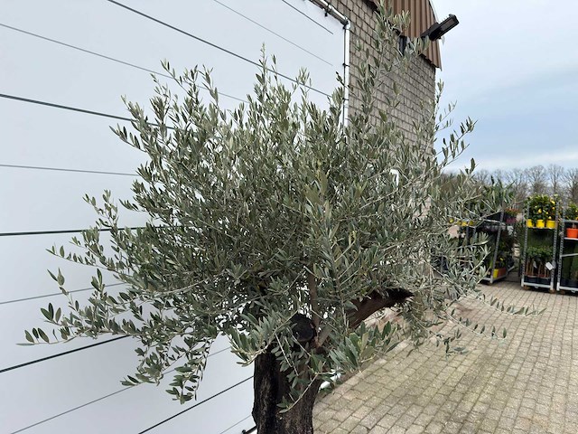 Olijfboom old skin - olea europaea - ca. 80 jaar oud - hoogte ca. 230 cm - afbeelding 3 van  11
