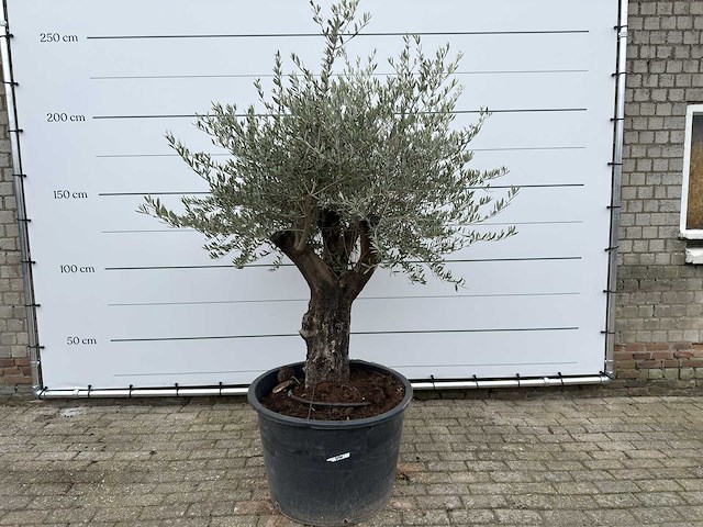 Olijfboom old skin - olea europaea - ca. 80 jaar oud - hoogte ca. 230 cm - afbeelding 1 van  11