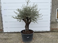 Olijfboom old skin - olea europaea - ca. 80 jaar oud - hoogte ca. 230 cm - afbeelding 1 van  11