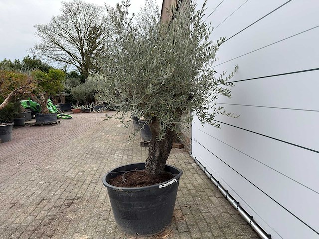Olijfboom old skin - olea europaea - ca. 80 jaar oud - hoogte ca. 230 cm - afbeelding 7 van  11