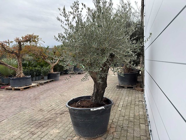 Olijfboom old skin - olea europaea - ca. 80 jaar oud - hoogte ca. 230 cm - afbeelding 8 van  11