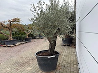 Olijfboom old skin - olea europaea - ca. 80 jaar oud - hoogte ca. 230 cm - afbeelding 8 van  11