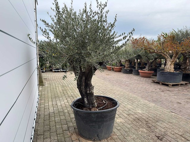 Olijfboom old skin - olea europaea - ca. 80 jaar oud - hoogte ca. 230 cm - afbeelding 9 van  11