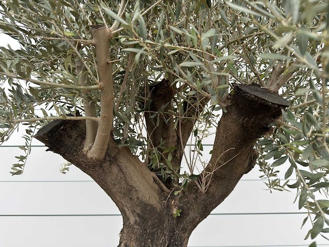 Olijfboom old skin - olea europaea - ca. 80 jaar oud - hoogte ca. 230 cm - afbeelding 10 van  11