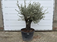 Olijfboom old skin - olea europaea - ca. 80 jaar oud - hoogte ca. 230 cm - afbeelding 1 van  10