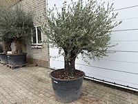 Olijfboom old skin - olea europaea - ca. 80 jaar oud - hoogte ca. 230 cm - afbeelding 3 van  10