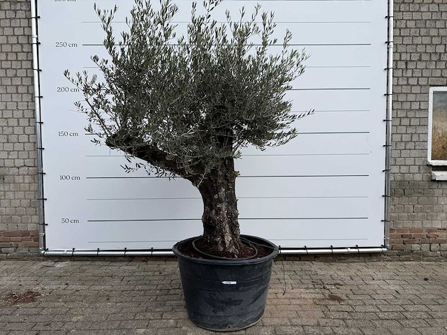 Olijfboom old skin - olea europaea - ca. 80 jaar oud - hoogte ca. 250 cm - afbeelding 1 van  5