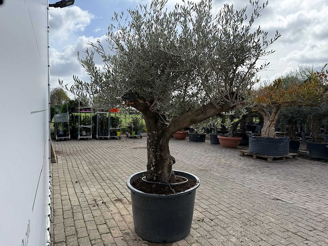 Olijfboom old skin - olea europaea - ca. 80 jaar oud - hoogte ca. 250 cm - afbeelding 5 van  5
