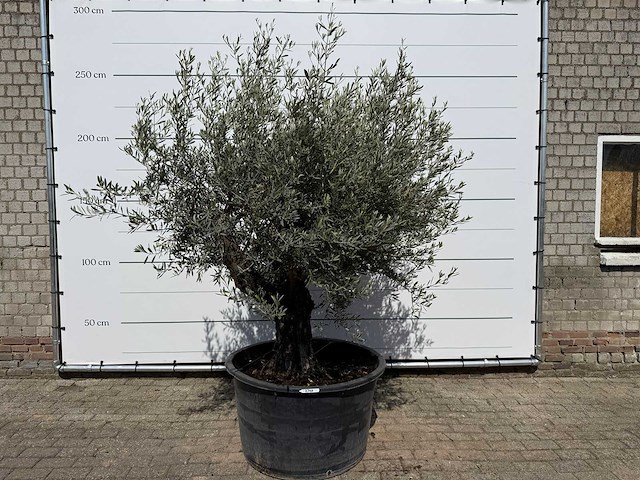 Olijfboom old skin - olea europaea - ca. 80 jaar oud - hoogte ca. 250 cm - afbeelding 1 van  2