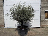 Olijfboom old skin - olea europaea - ca. 80 jaar oud - hoogte ca. 250 cm - afbeelding 1 van  2