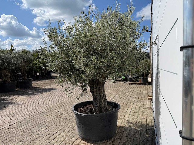 Olijfboom old skin - olea europaea - ca. 80 jaar oud - hoogte ca. 250 cm - afbeelding 2 van  2