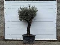 Olijfboom old skin - olea europaea - ca. 80 jaar oud - hoogte ca. 250 cm - afbeelding 1 van  6