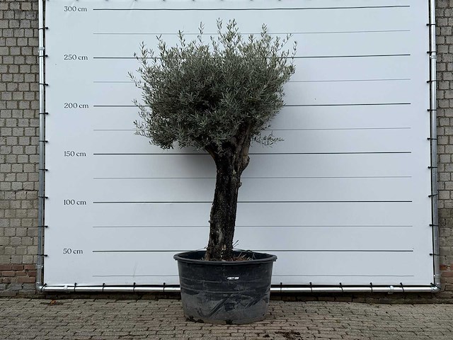 Olijfboom old skin - olea europaea - ca. 80 jaar oud - hoogte ca. 250 cm - afbeelding 2 van  6