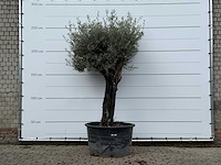 Olijfboom old skin - olea europaea - ca. 80 jaar oud - hoogte ca. 250 cm - afbeelding 2 van  6