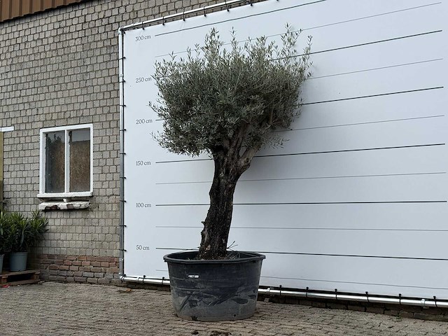 Olijfboom old skin - olea europaea - ca. 80 jaar oud - hoogte ca. 250 cm - afbeelding 3 van  6