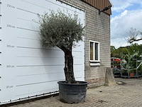 Olijfboom old skin - olea europaea - ca. 80 jaar oud - hoogte ca. 250 cm - afbeelding 4 van  6