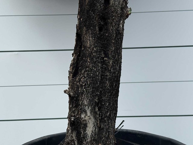 Olijfboom old skin - olea europaea - ca. 80 jaar oud - hoogte ca. 250 cm - afbeelding 5 van  6