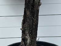 Olijfboom old skin - olea europaea - ca. 80 jaar oud - hoogte ca. 250 cm - afbeelding 5 van  6