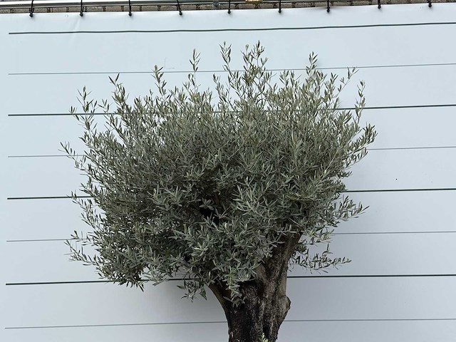 Olijfboom old skin - olea europaea - ca. 80 jaar oud - hoogte ca. 250 cm - afbeelding 6 van  6