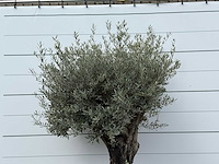 Olijfboom old skin - olea europaea - ca. 80 jaar oud - hoogte ca. 250 cm - afbeelding 6 van  6