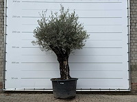 Olijfboom old skin - olea europaea - ca. 80 jaar oud - hoogte ca. 250 cm - afbeelding 1 van  6